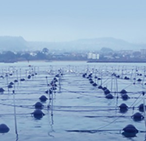 sp_image1